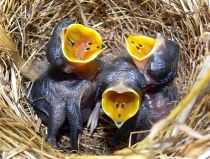 Natur- und Ersatzfutter zur Aufzucht von Jungvögeln Natur- und Ersatzfutter zur Aufzucht von Jungvögeln