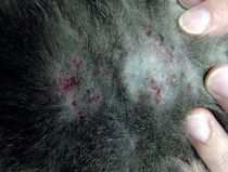 Allergische Dermatitis Katze Allergische Dermatitis Katze